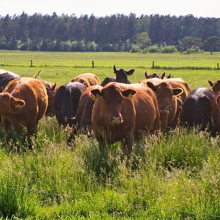 Bauernhofurlaub Bei Familie Bokeloh Ferienhaus